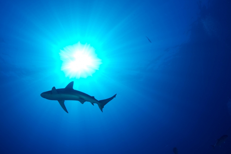 Shark pillagers in our waters?