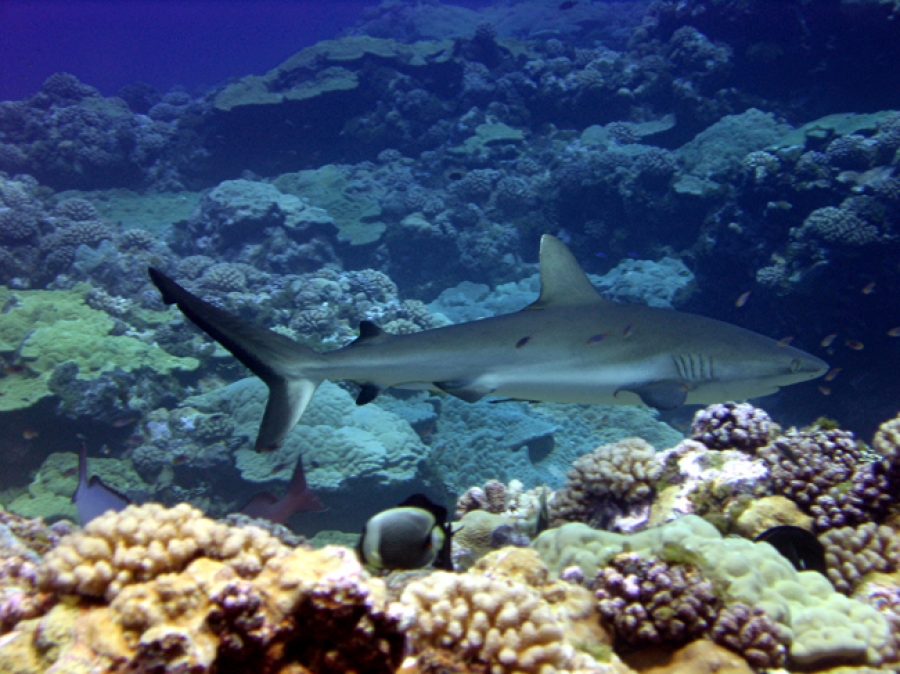 Shark sanctuary does not affect locals