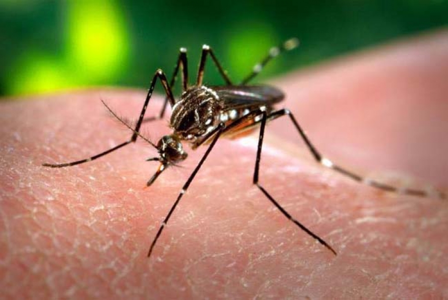 Mosquito-borne diseases remain a significant threat to Pacific says expert