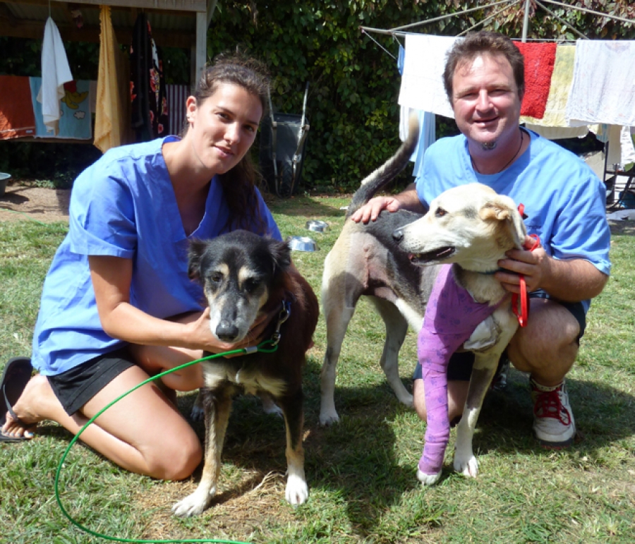 Rarotonga dogs ‘extremely friendly’