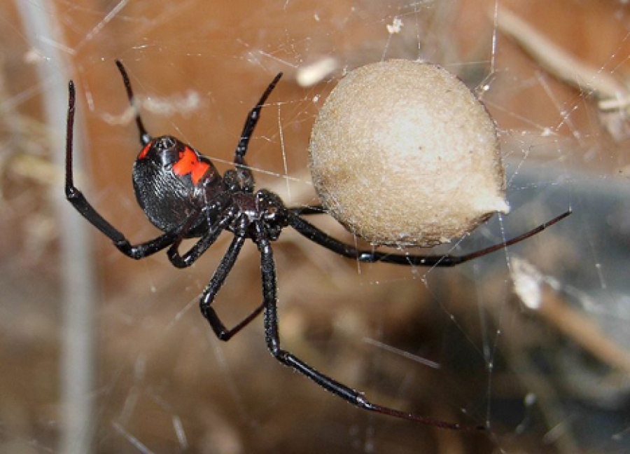 Deadly spiders could be widespread