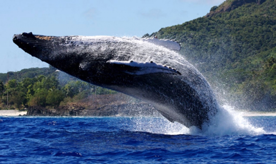 First whale shows up in Rarotonga