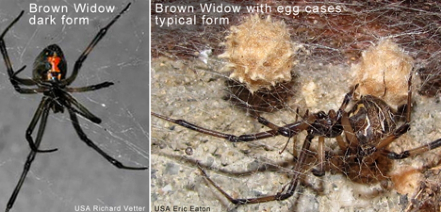 Brown Widow spiders on Raro