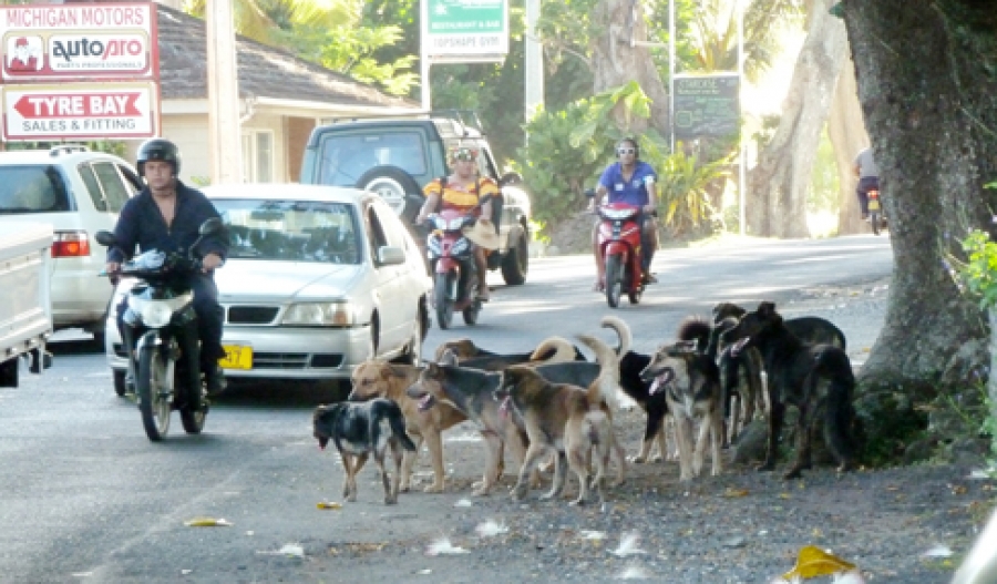 Tie dogs up – or consider Aitutaki solution