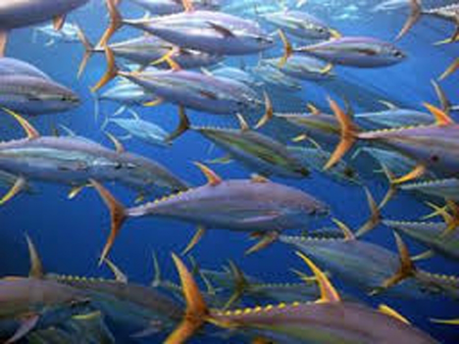 Tuna overfished, action needed, says FFA