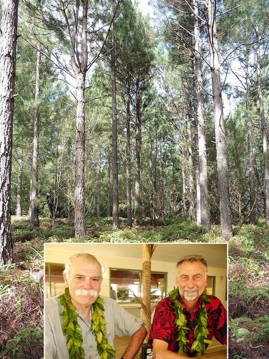 Pine forests of Mangaia surveyed