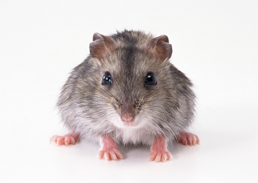 Stowaway mouse intercepted in NZ
