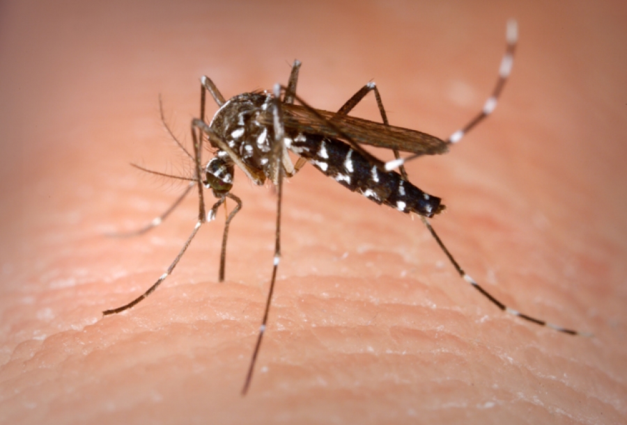 Dengue fever cases plummet