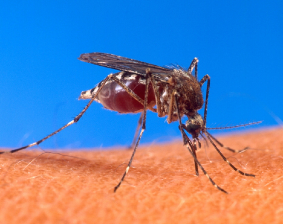 Mosquito virus cases in decline