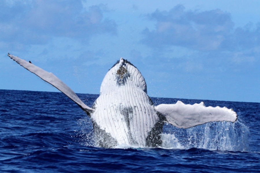 Hopes rise for whale season