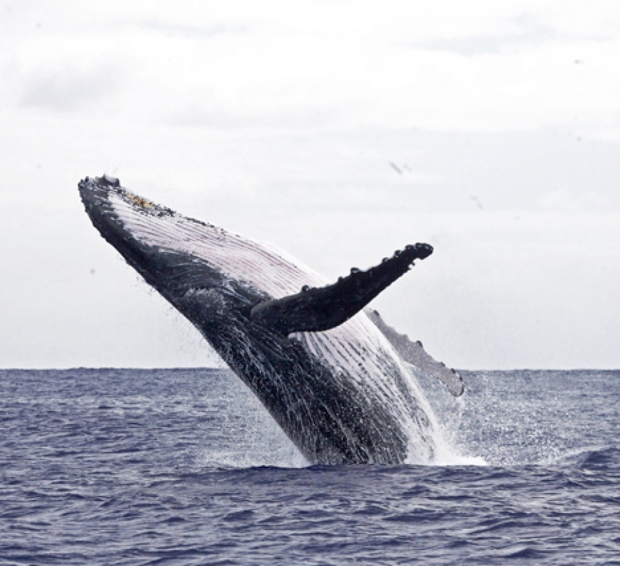 Talk of whale watching ban ‘disturbing’