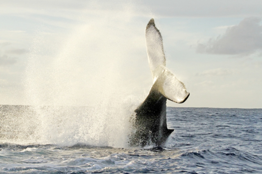 Whale-watch letter raises disturbing issues