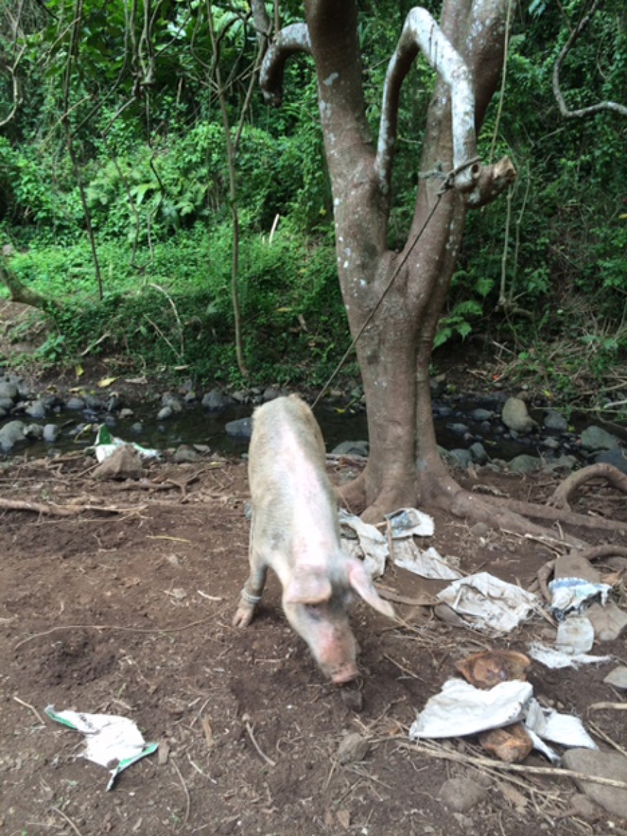More pigs pollute waterway