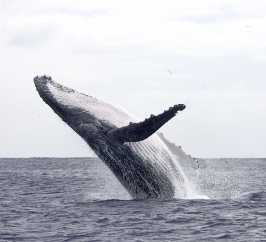 Whale sanctuary policy goes public