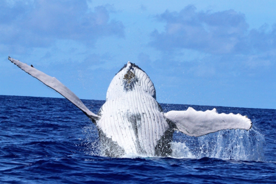 Public to air views on whale policy