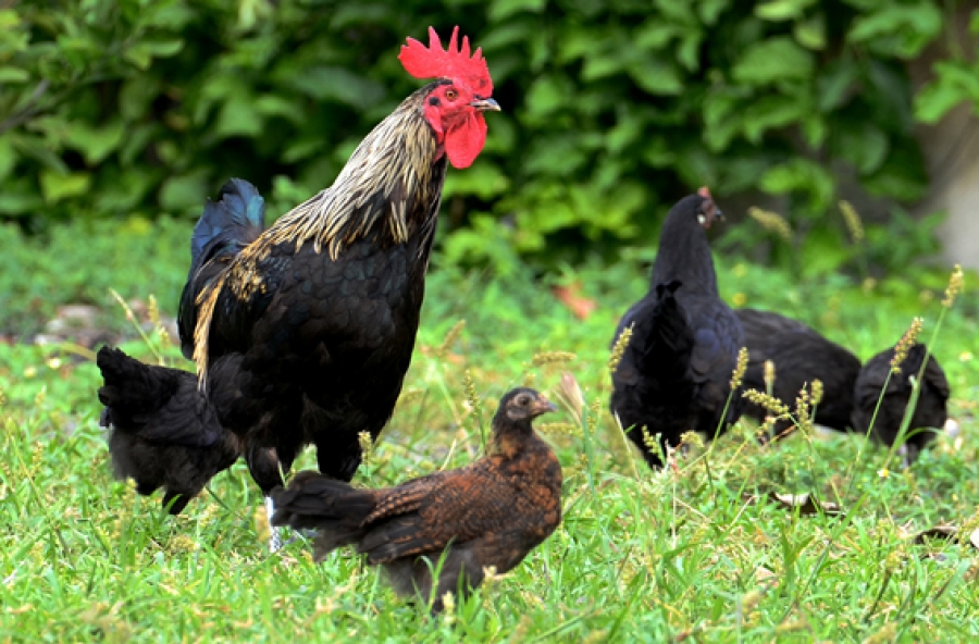 Wild chickens a valuable food source