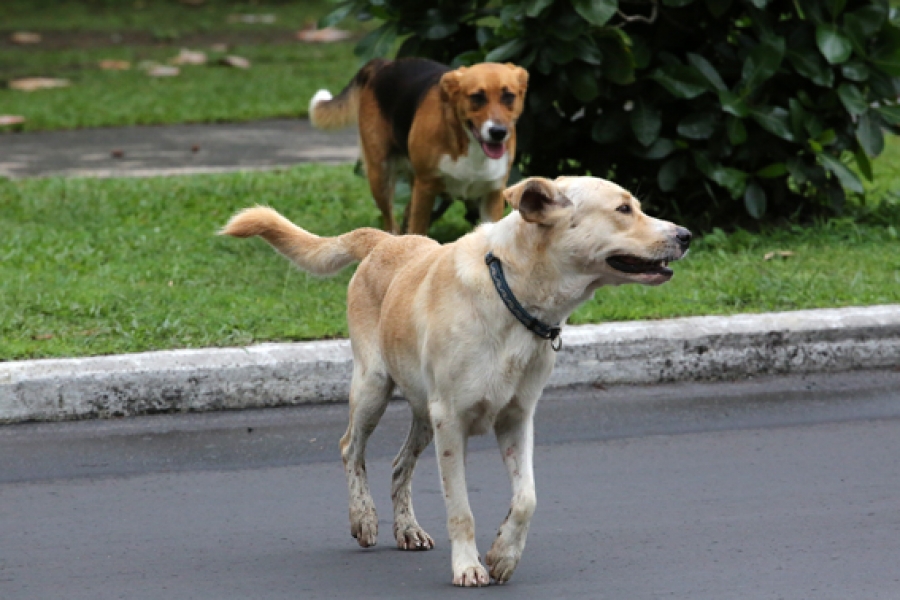 Island dogs ‘a joy’- SPCA caretaker