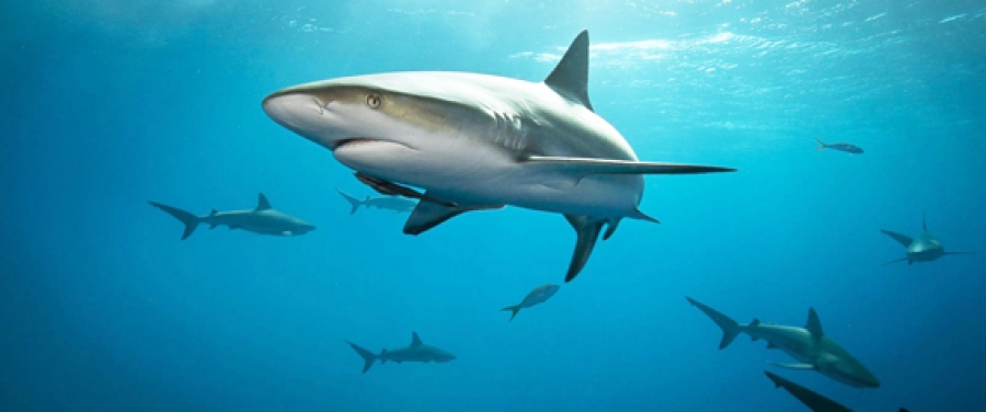 Shark plan ignores conservation ideals