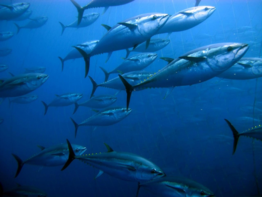 Climate change affecting Cooks’ tuna population