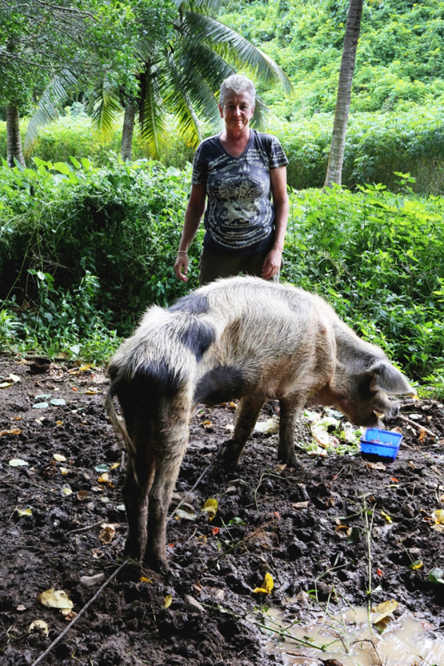 Starving pig appals young tourist and animal welfare officers