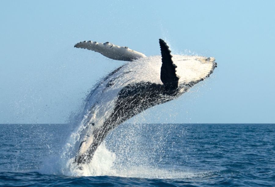 Time to bid farewell to our humpback guests