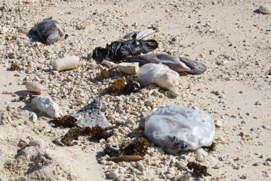 Fish and rubblish dumped at Matavera