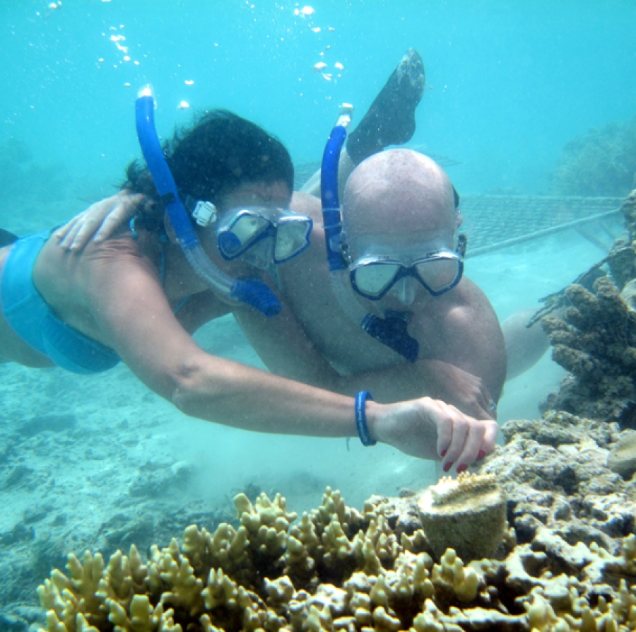 Volunteers plant live coral, giant clams