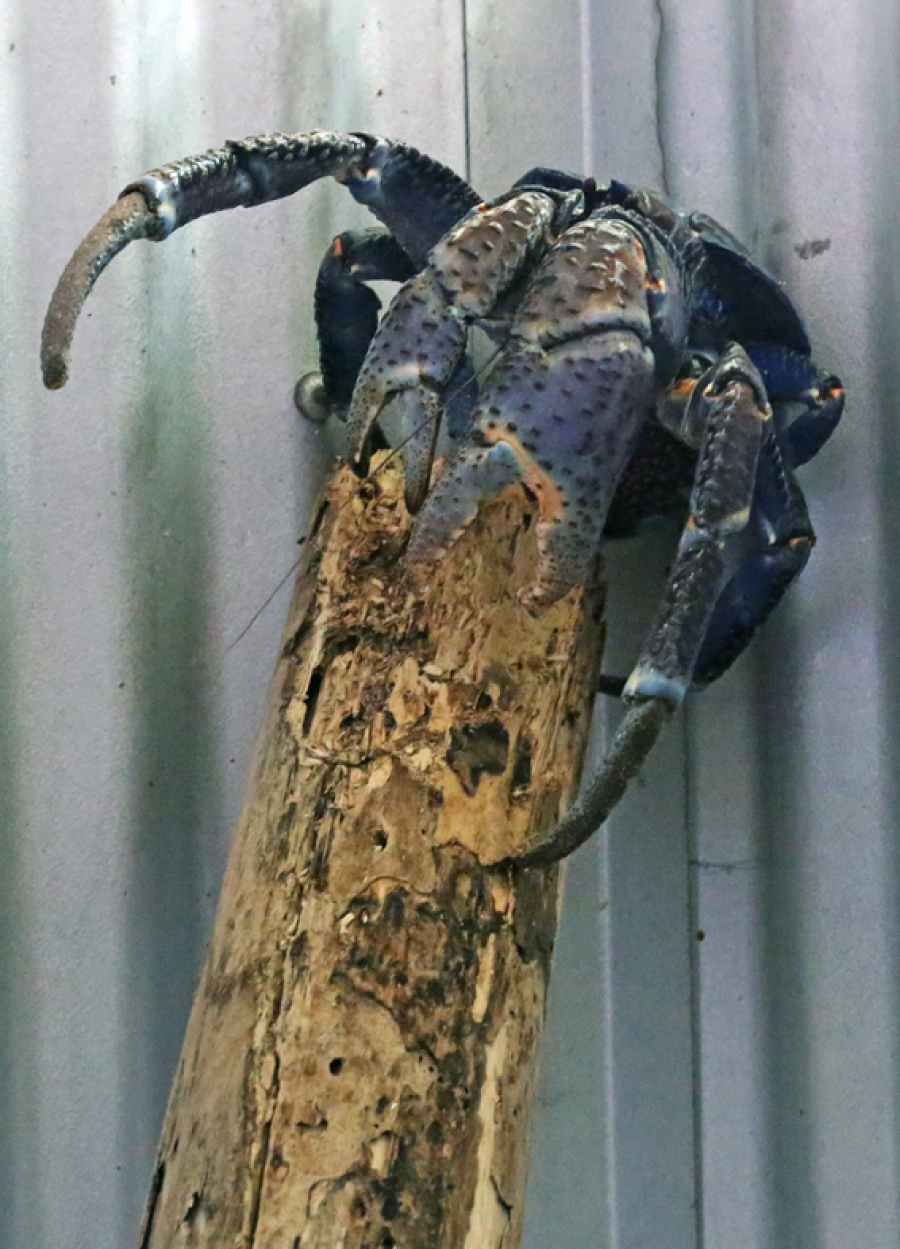 Meet the coconut crab named Blue