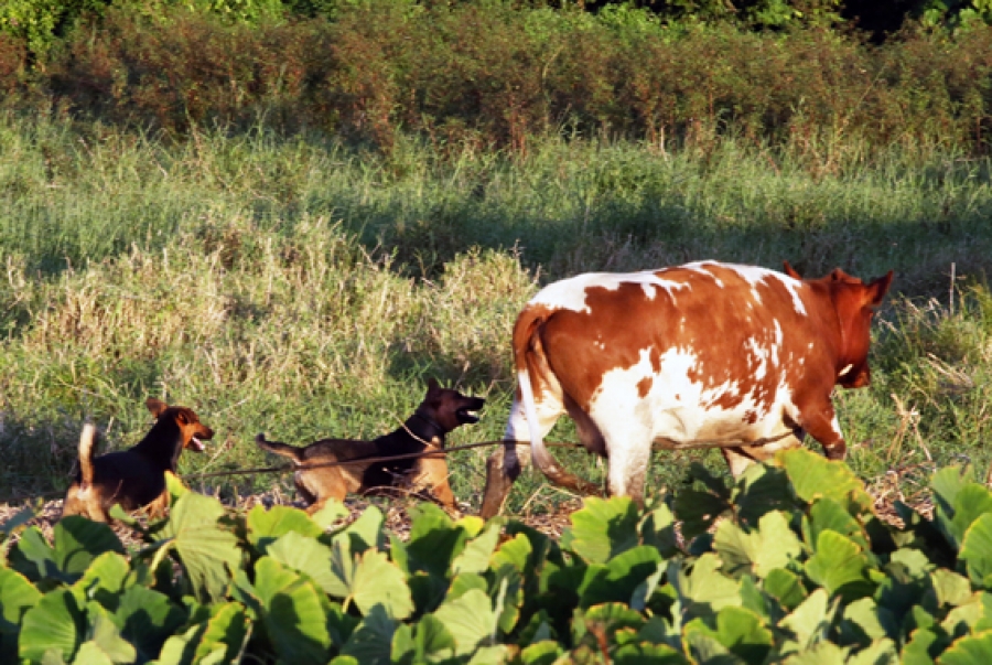 Attack on cow brings warning on dog problem