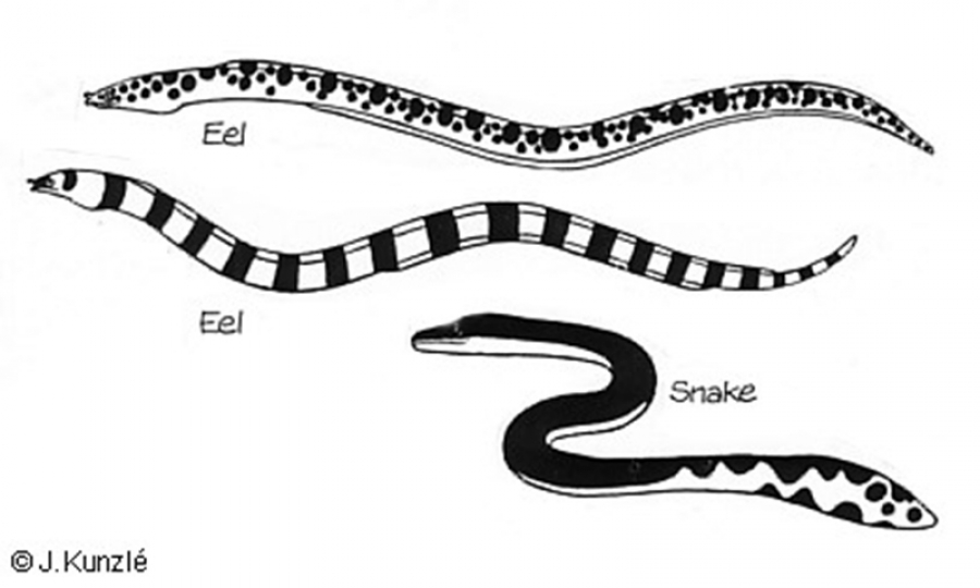 Are there sea snakes around Rarotonga?