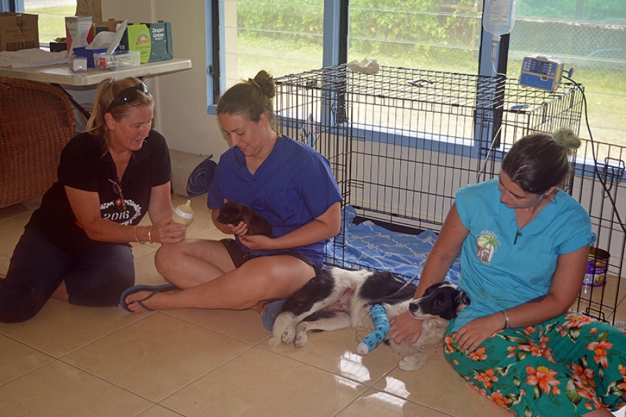Injured pets keep new clinic busy