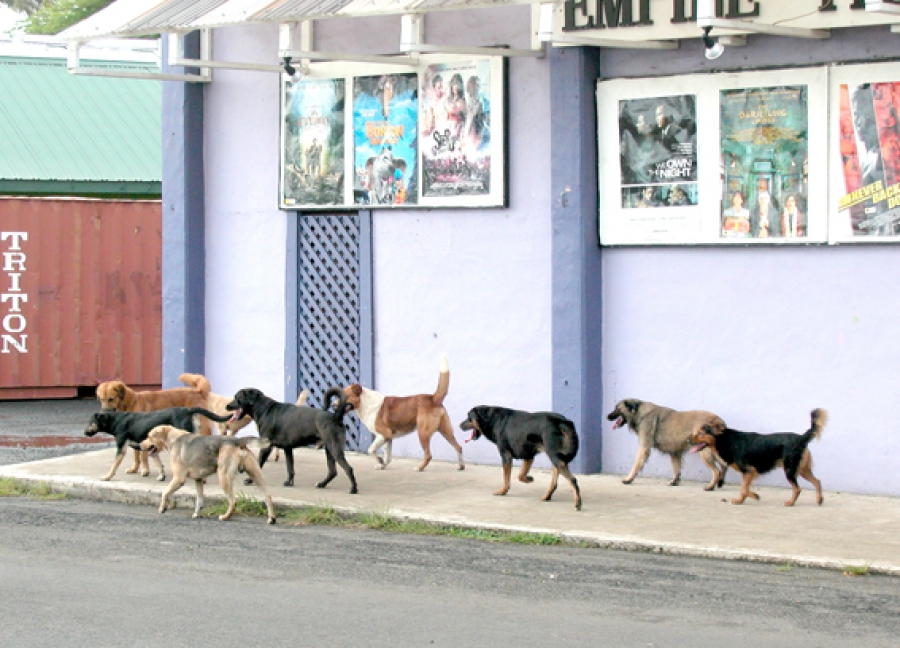 Dog days: Canines in the Cook Islands