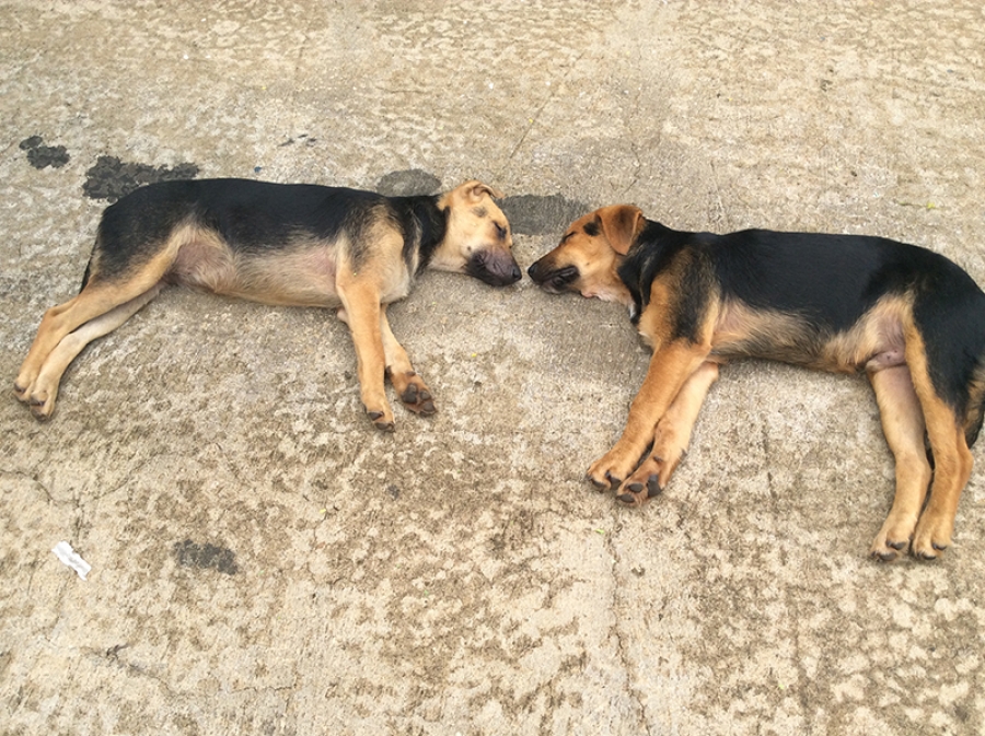 3 puppies disappear from Tupapa home