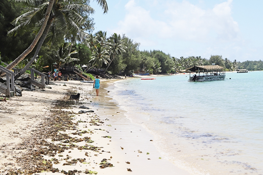 Ugly seaweed washes up in Muri lagoon