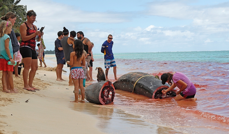 Whale washes up in lagoon