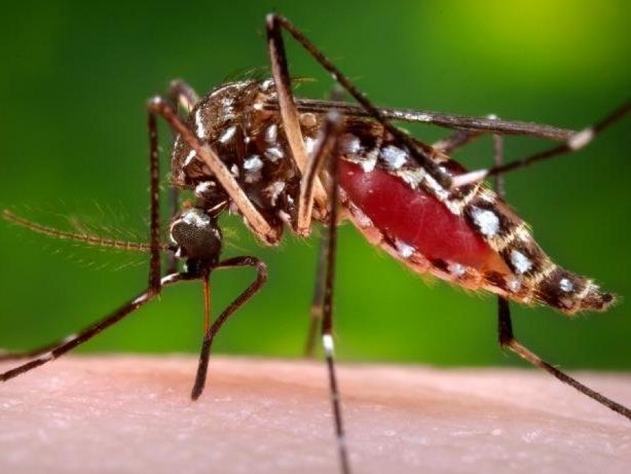 Three dengue cases on Aitutaki