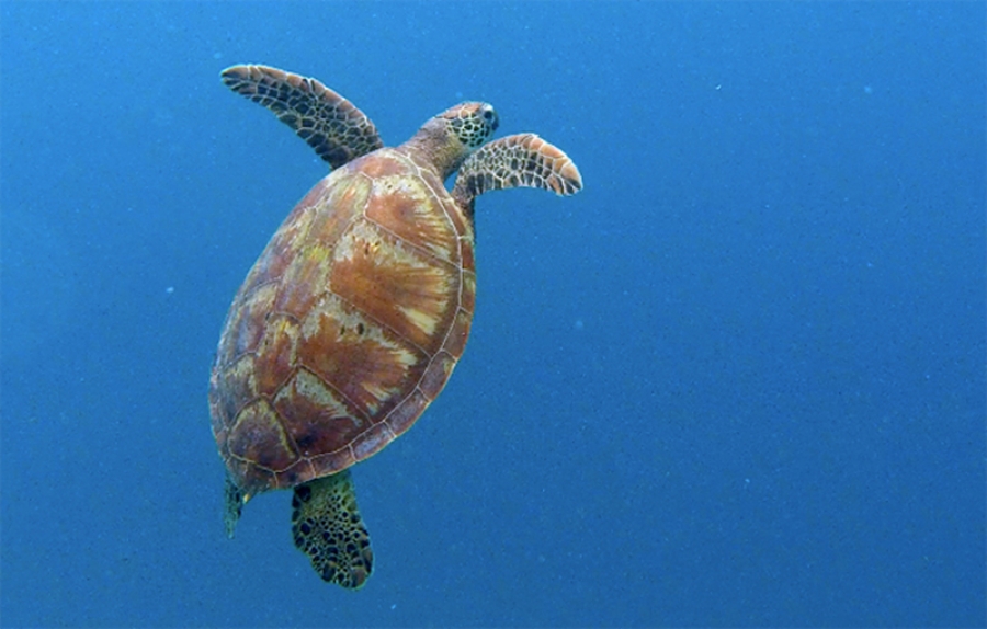 How close is too close to endangered turtles?