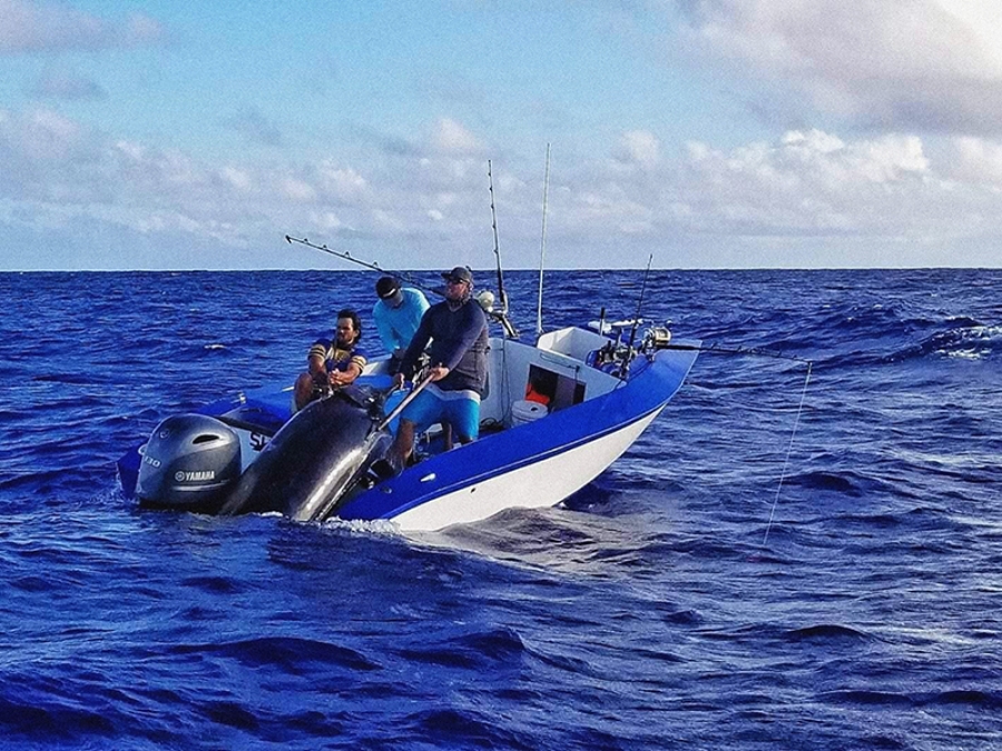 Editorial: Big marlin a victory for little guy