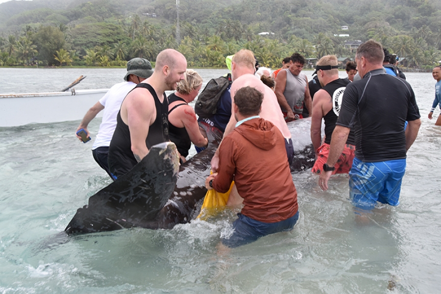 Dozens come to aid of beaked whale