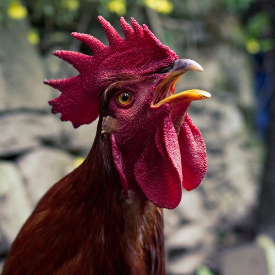 Editorial: Culling much-loved roosters a fowl idea