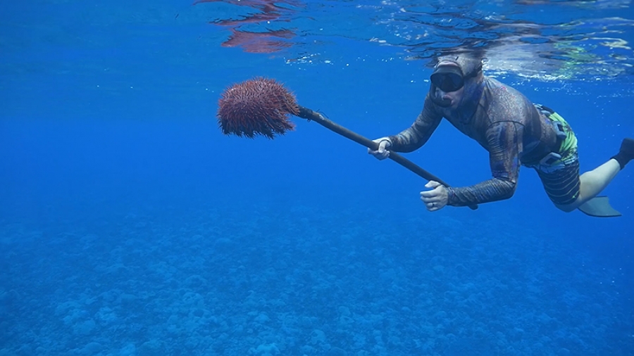 Saving Cooks’ crowning glory from the Crown of Thorns starfish