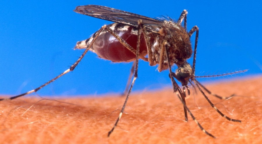 Dengue bites back again in New Year