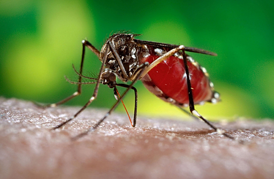 New virus in Pa Enua travel ban: It’s dengue