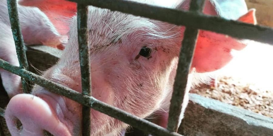 Pacific countries strengthen border monitoring in response to African Swine Fever threat