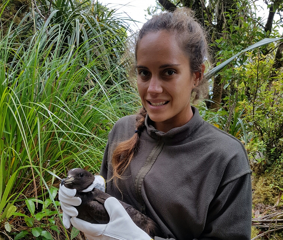 Kate McKessar: Feral felines – the hunt for our seabirds