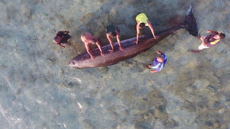Rare beaked whale found on Pukapuka