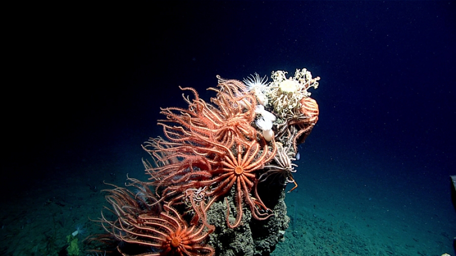 Te Ipukarea Society: We know little about our deepest oceans