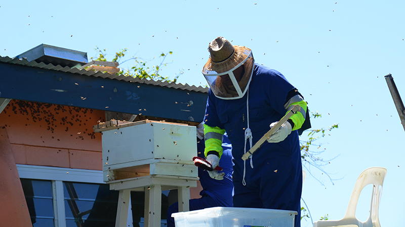 Beekeeping training opportunity for Cooks