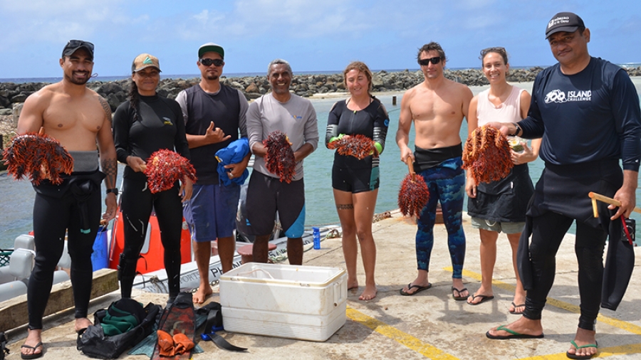 800 coral eating predators collected