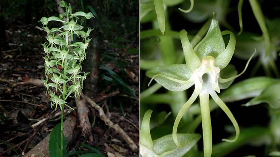 Rarotonga’s very own rare ground-orchid